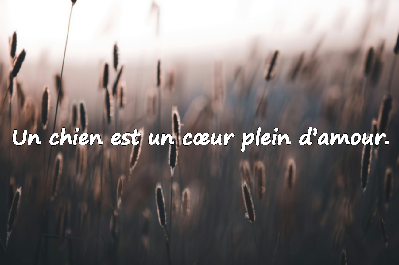 Un chien est un cœur plein d’amour.