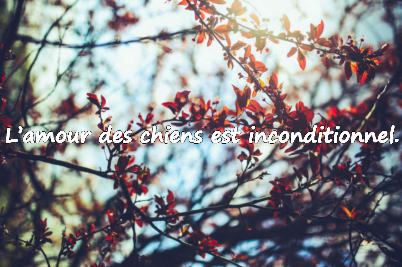 L’amour des chiens est inconditionnel.