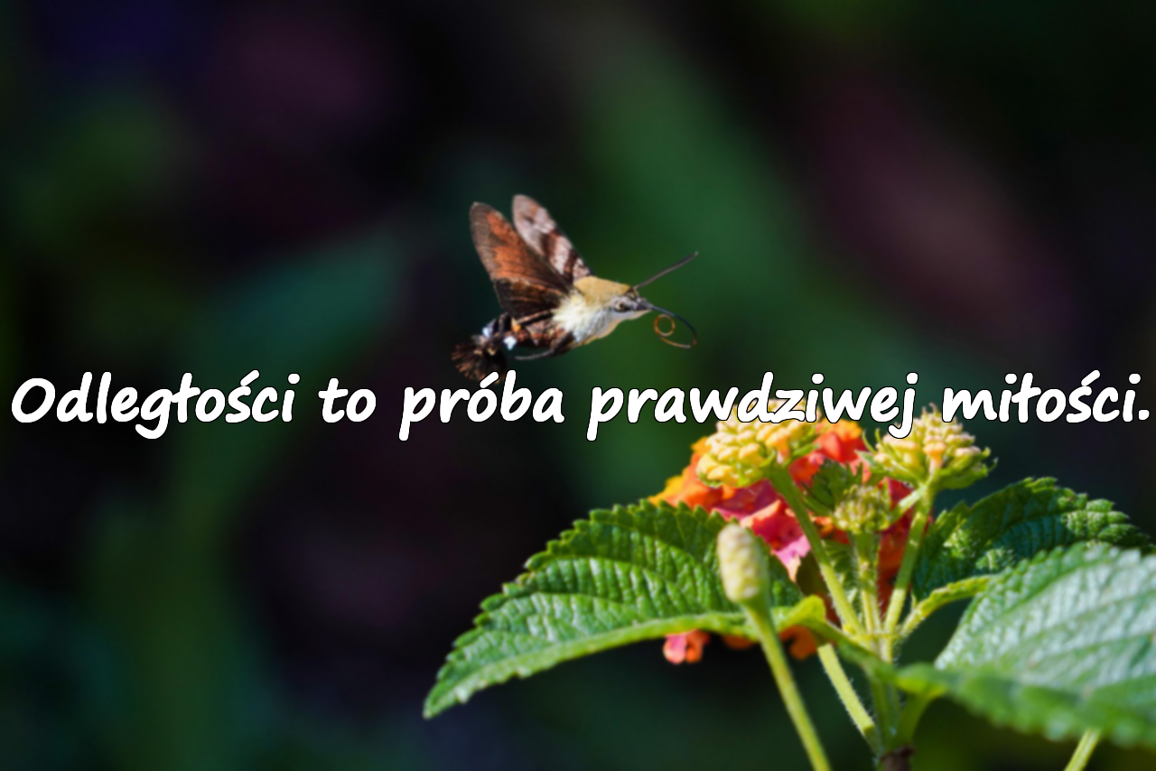 Odległości to próba prawdziwej miłości.