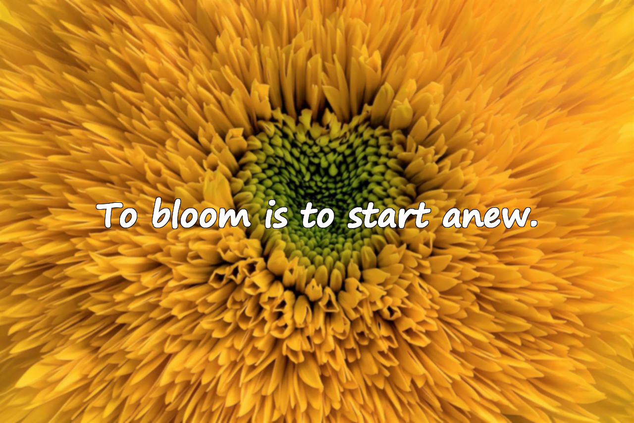 Quotes About Flowers