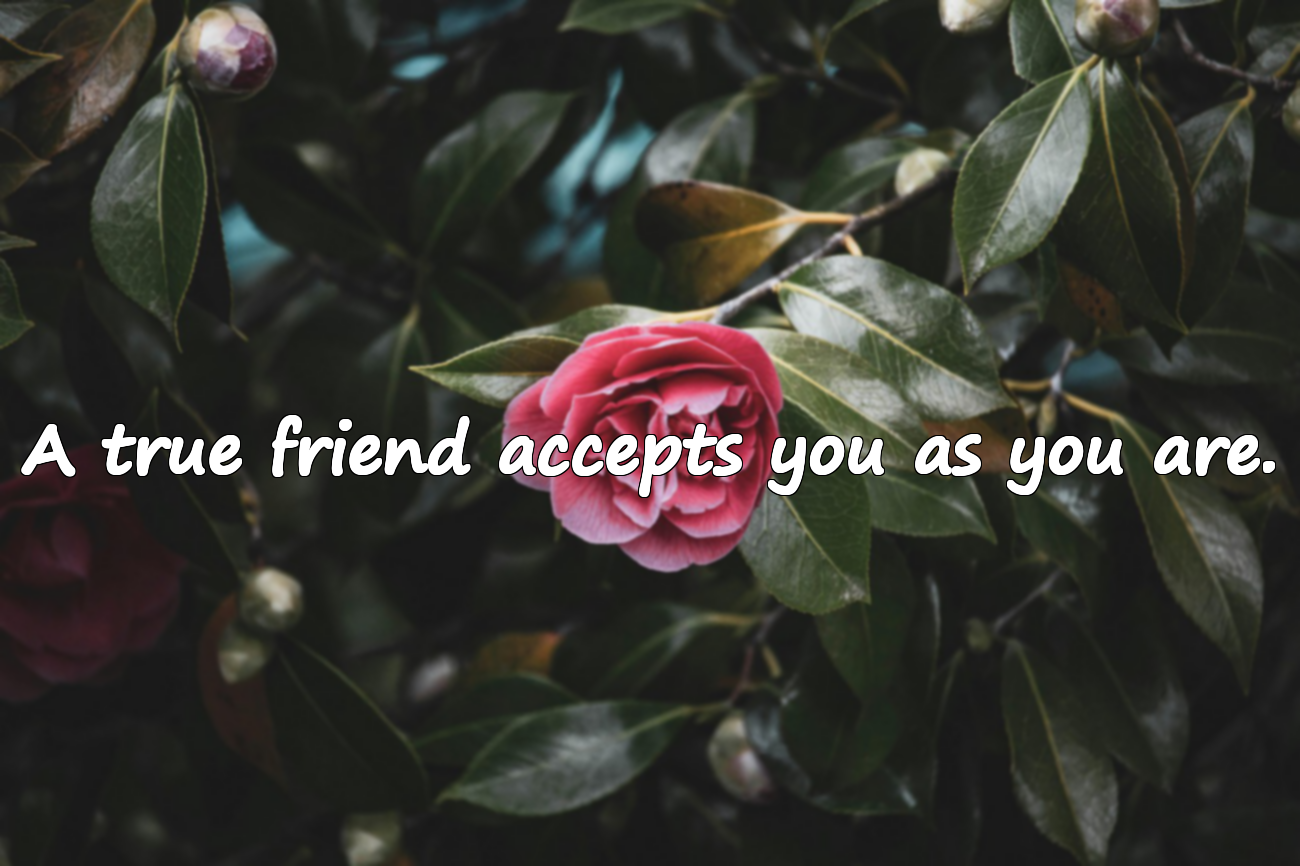 Quotes About Friendship