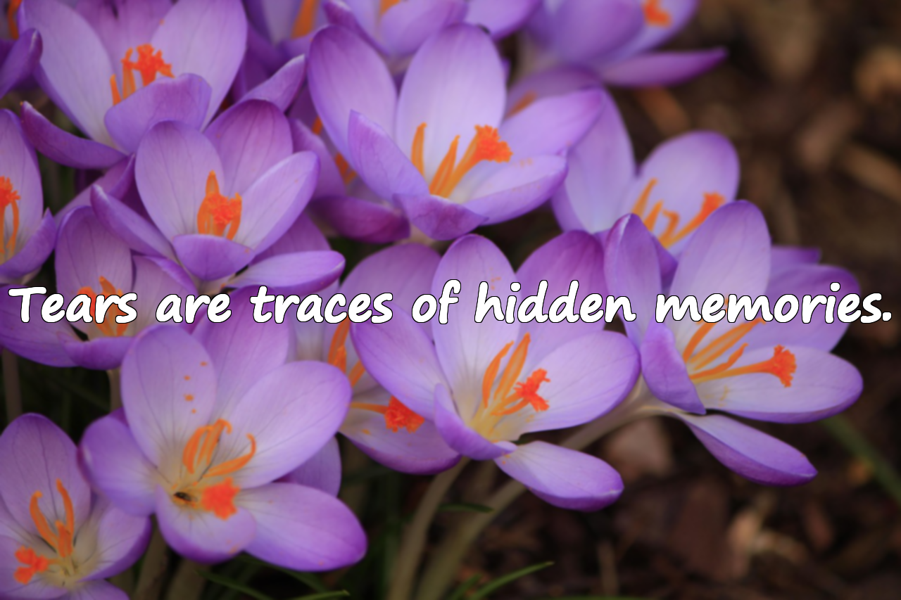 Quotes About Memories