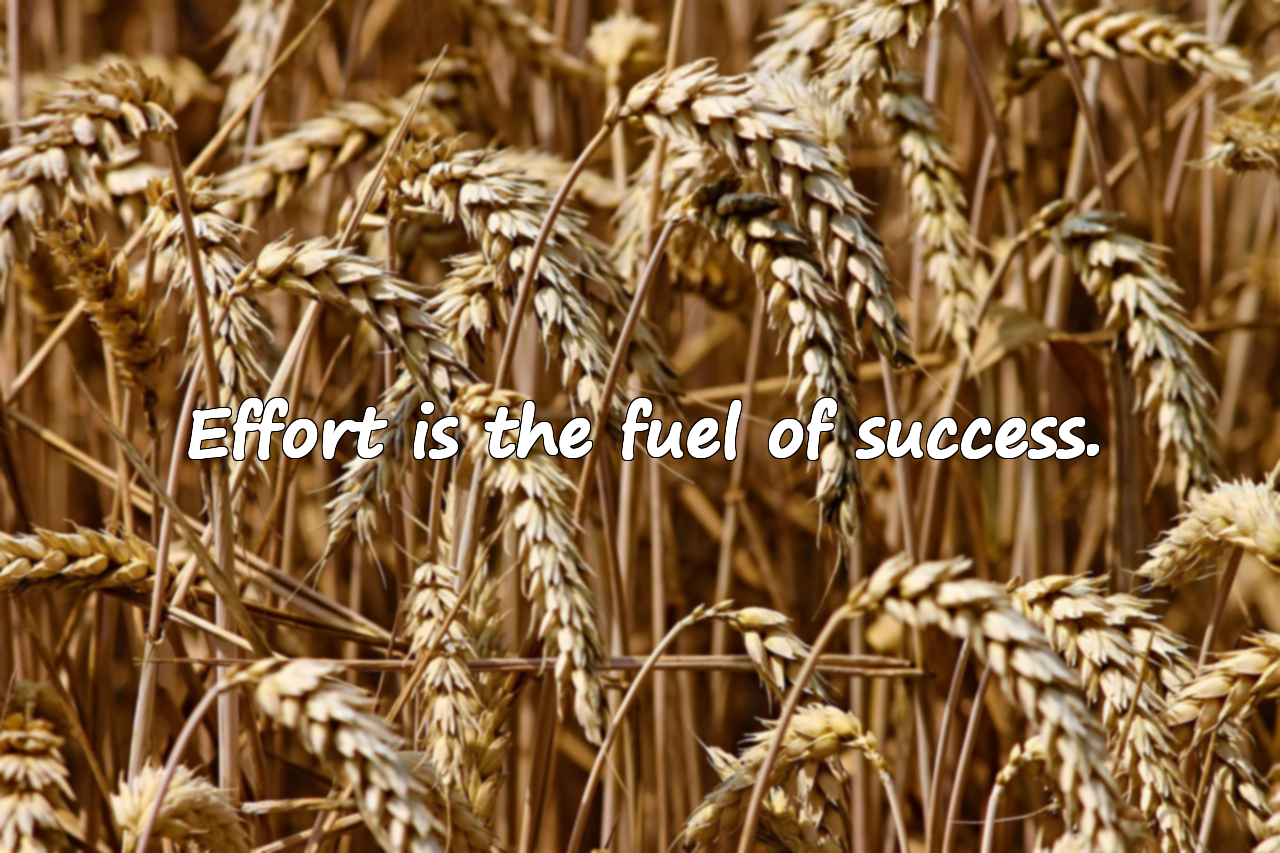 Quotes About Striving