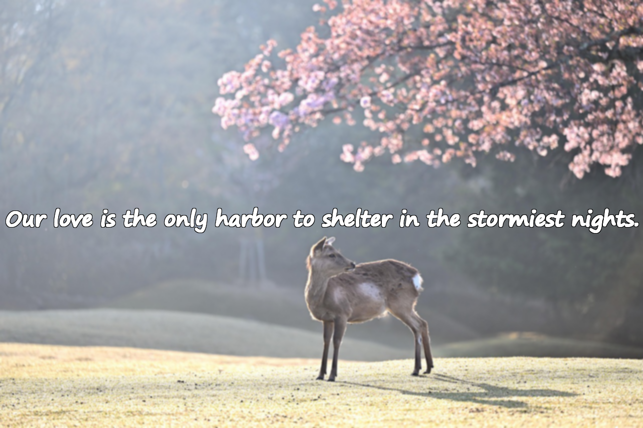 Quotes for Lover