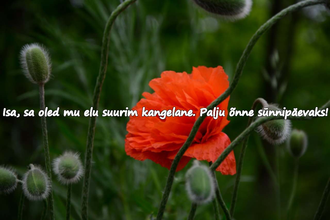 Sünnipäevaõnnitlused isale
