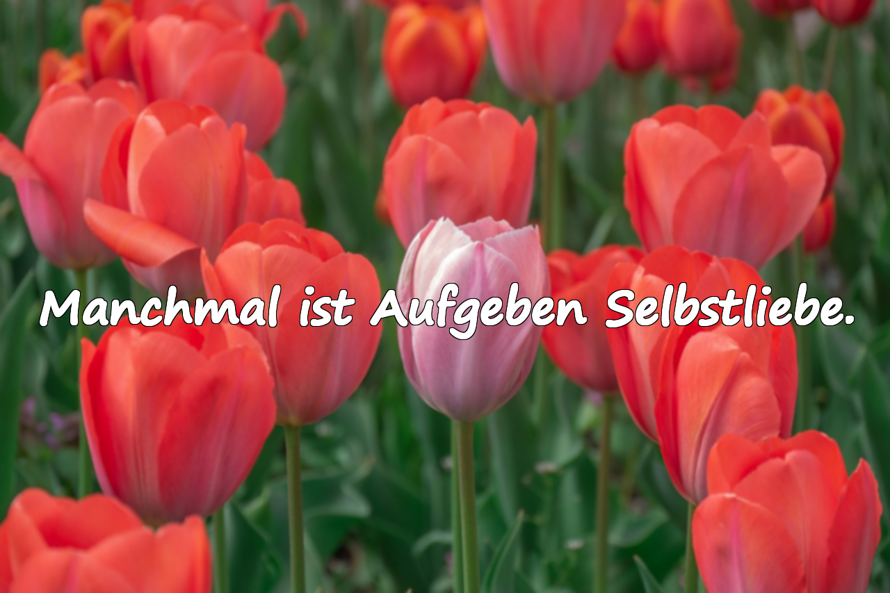 Schöne Zitate über das Aufgeben