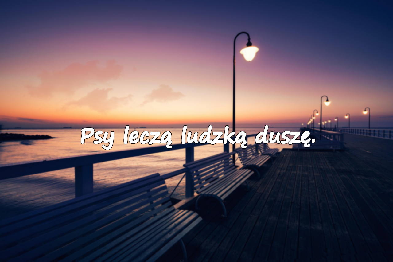 Słowa o Psach