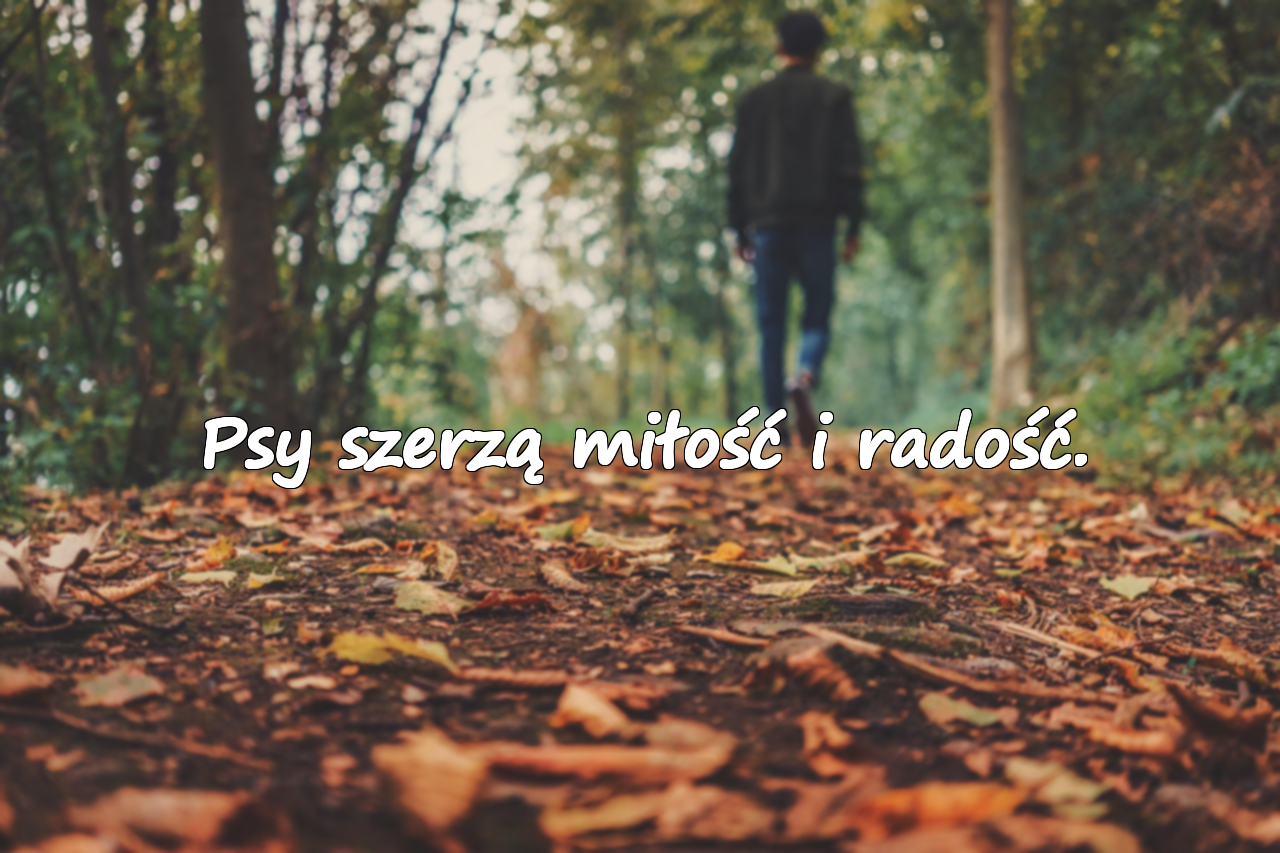 Słowa o Psach