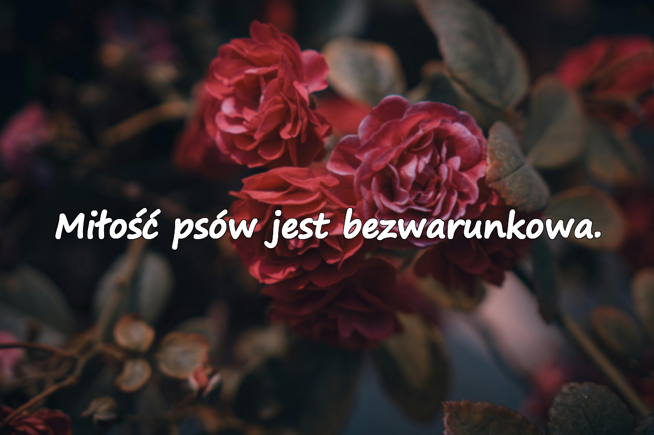 Słowa o Psach