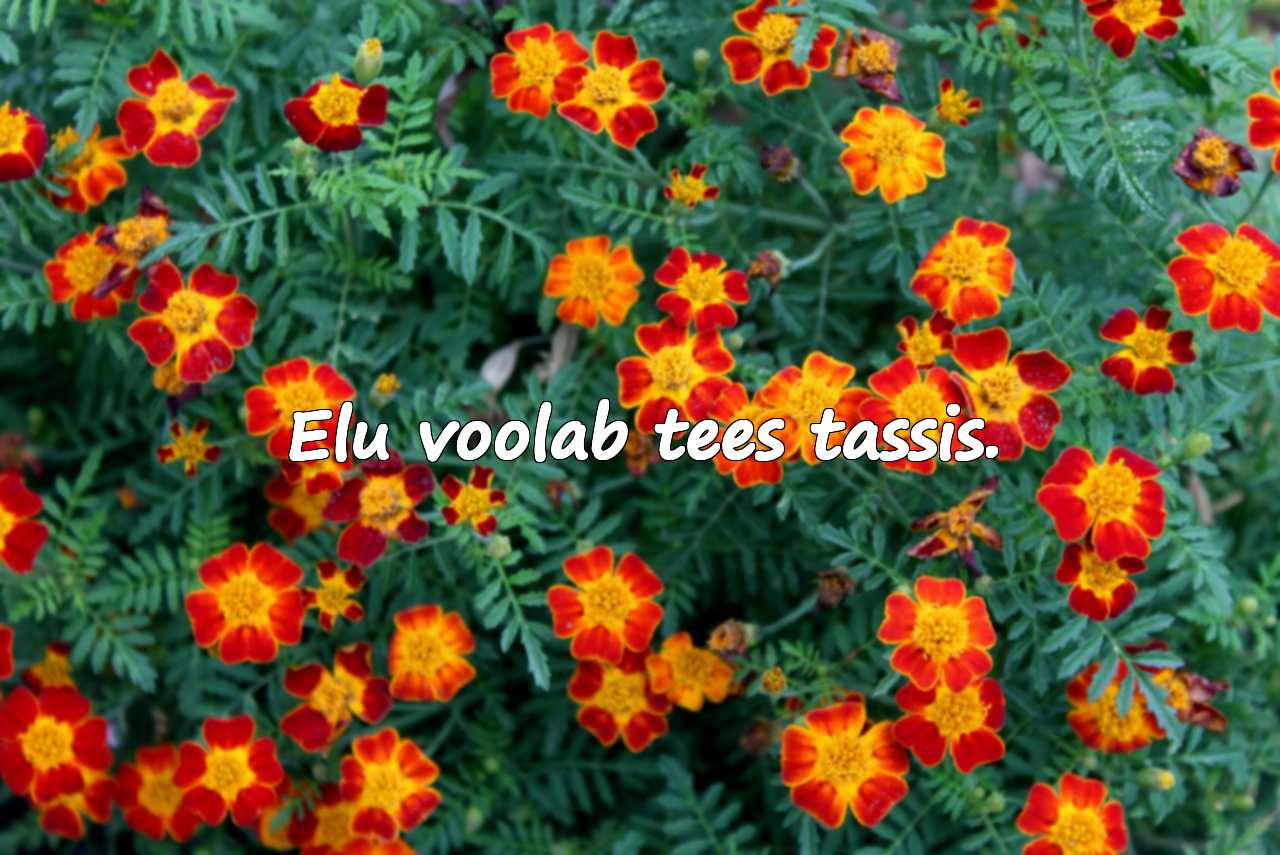 Tsiteerib tee kohta