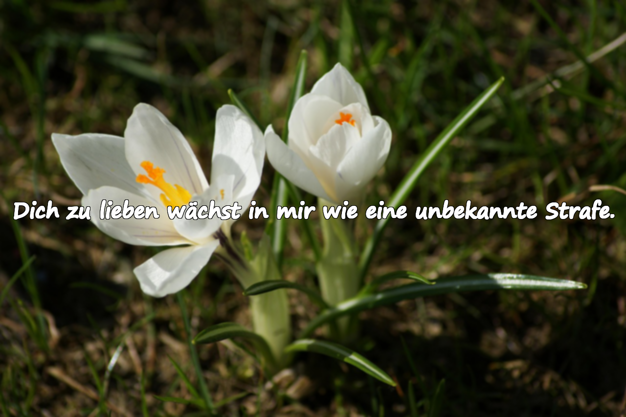 Unmögliche Liebessprüche