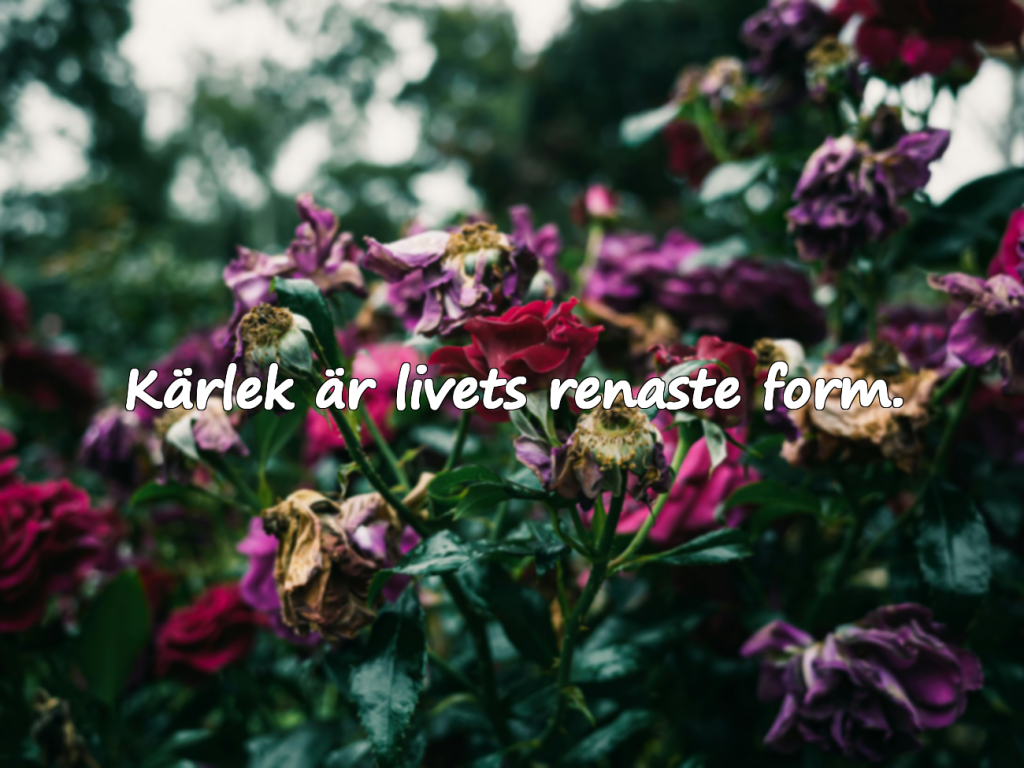 Väggcitat – Kärlekstema