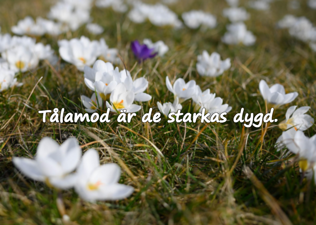 Väntan och Förväntan – Citat