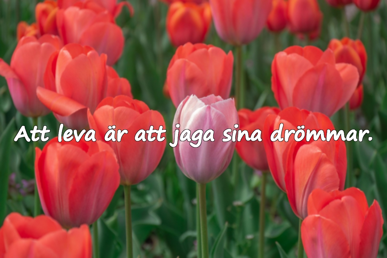 Vackra citat om att leva