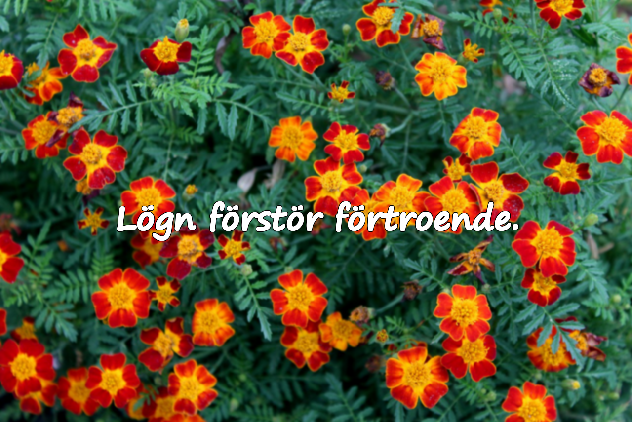 Vackra citat om lögn