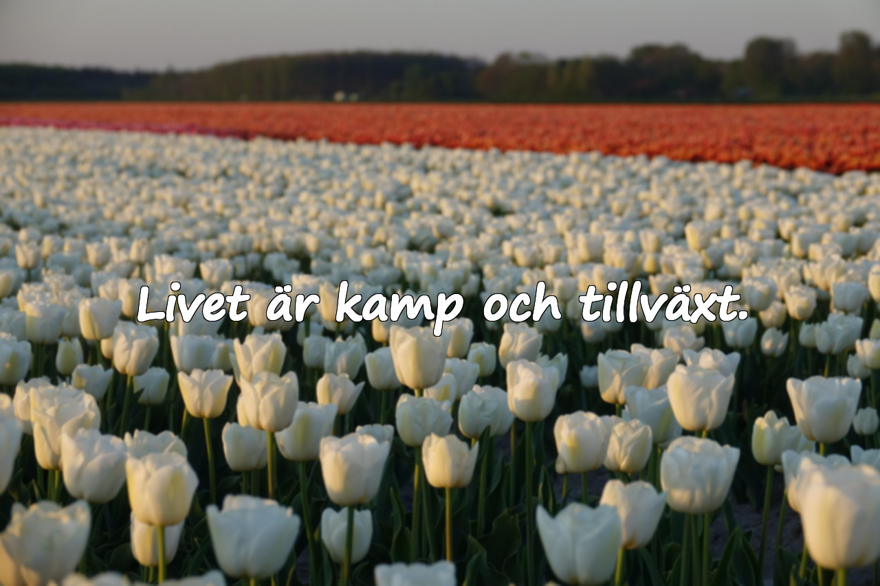 Vackra citat om livet