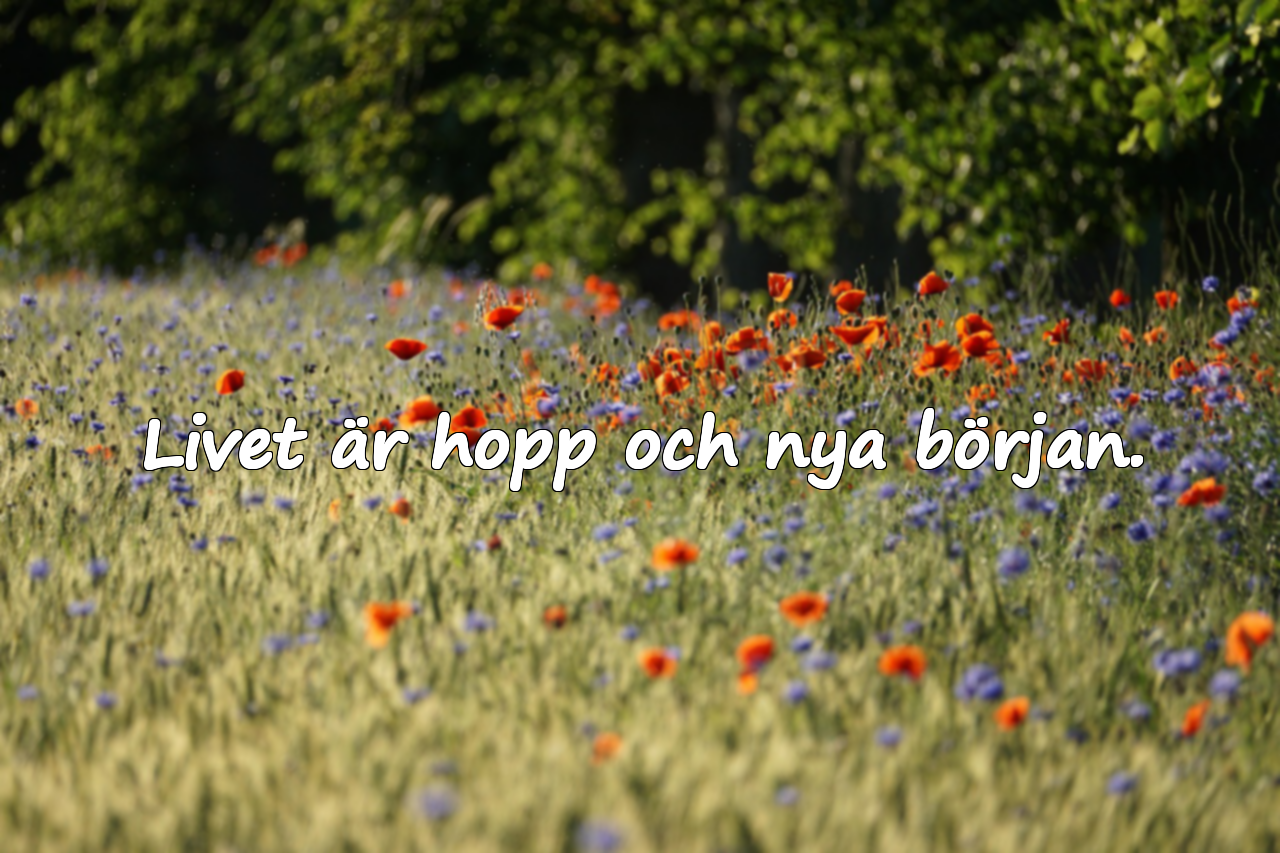 Vackra citat om livet