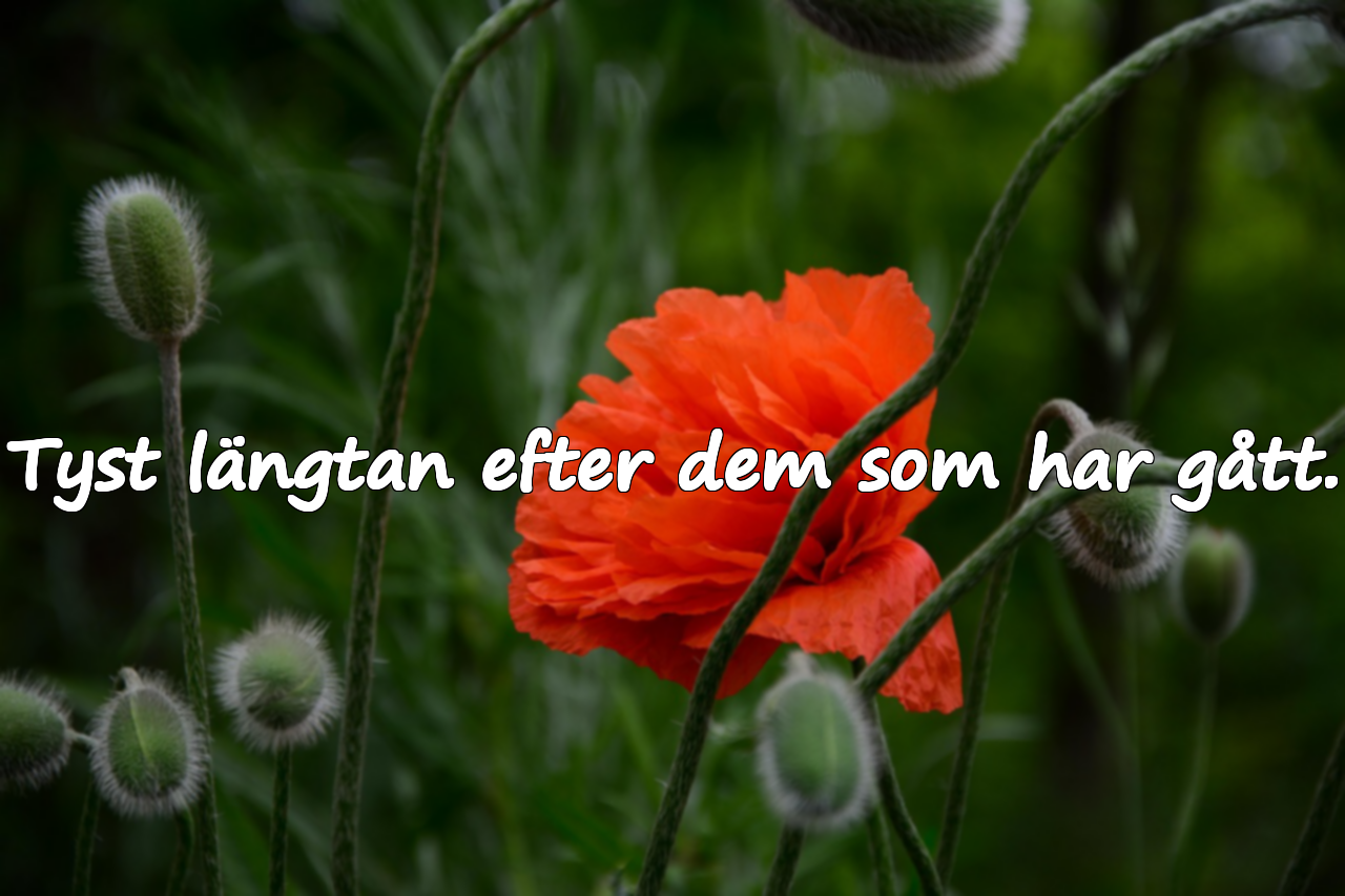 Vackra ord om längtan och saknad