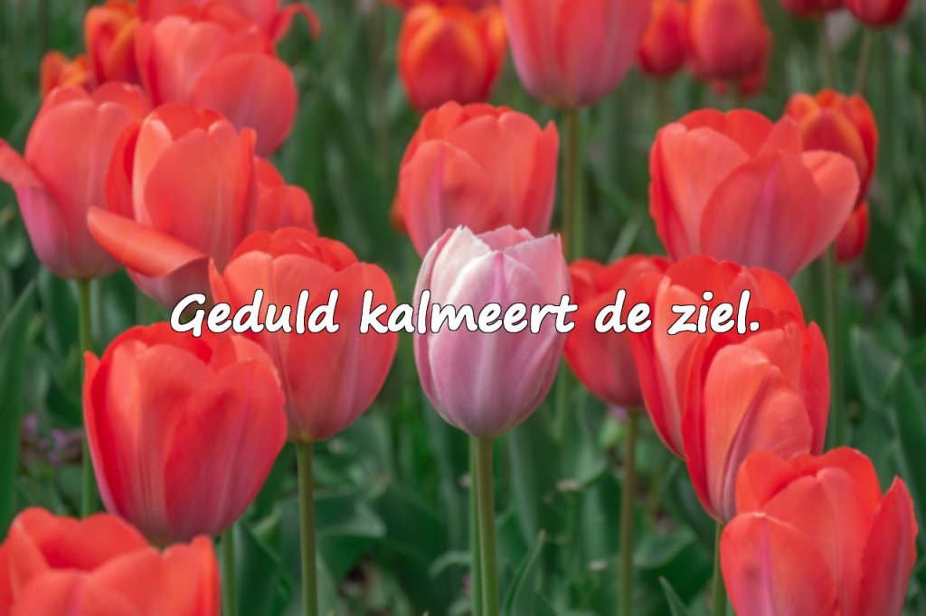 Wachten en Verwachtingen – Citaten