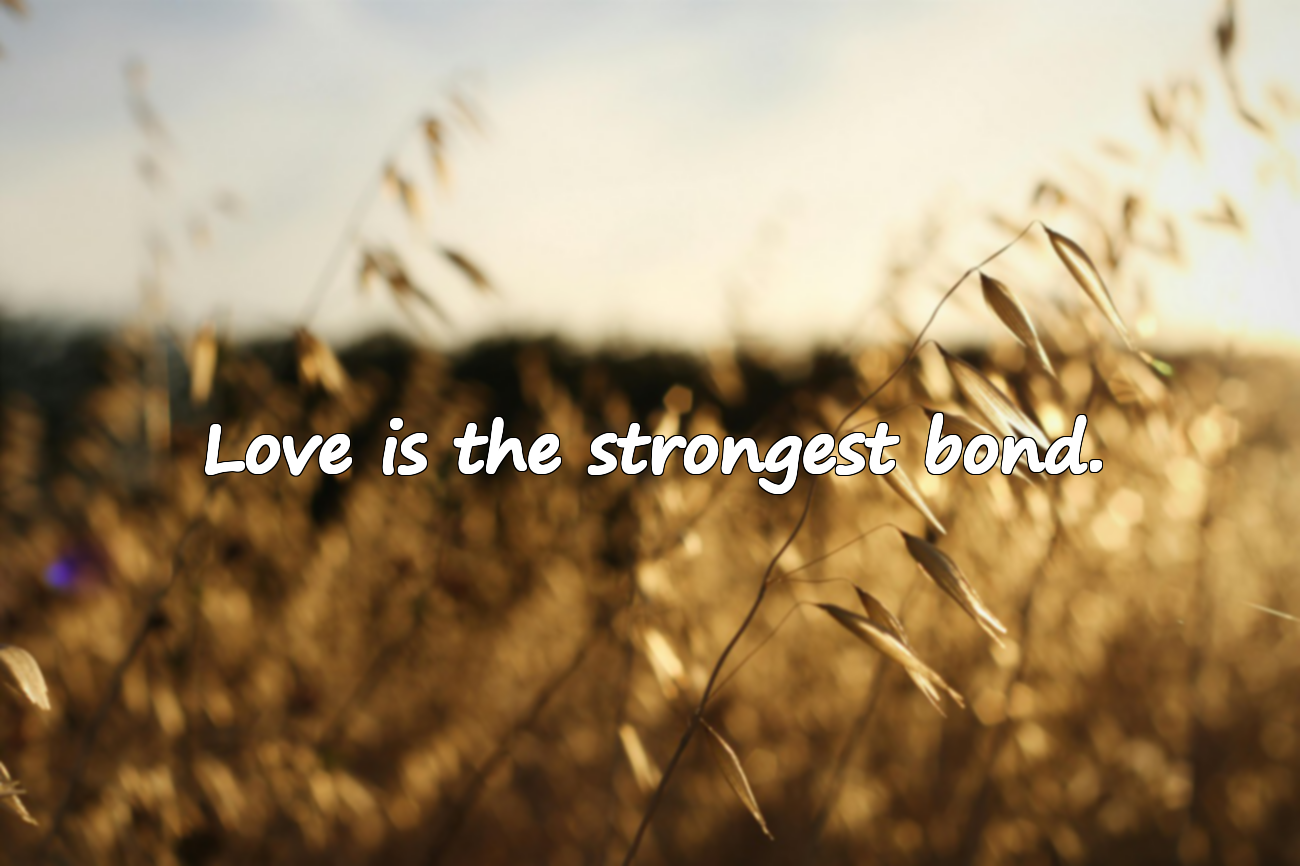 Wall Quotes - Love Themed