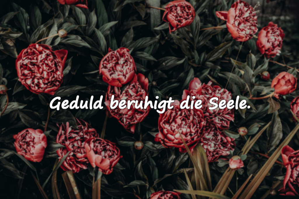 Geduld beruhigt die Seele.