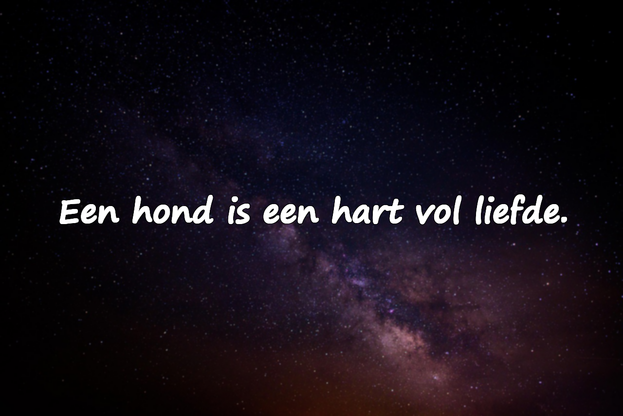 Woorden Over Honden