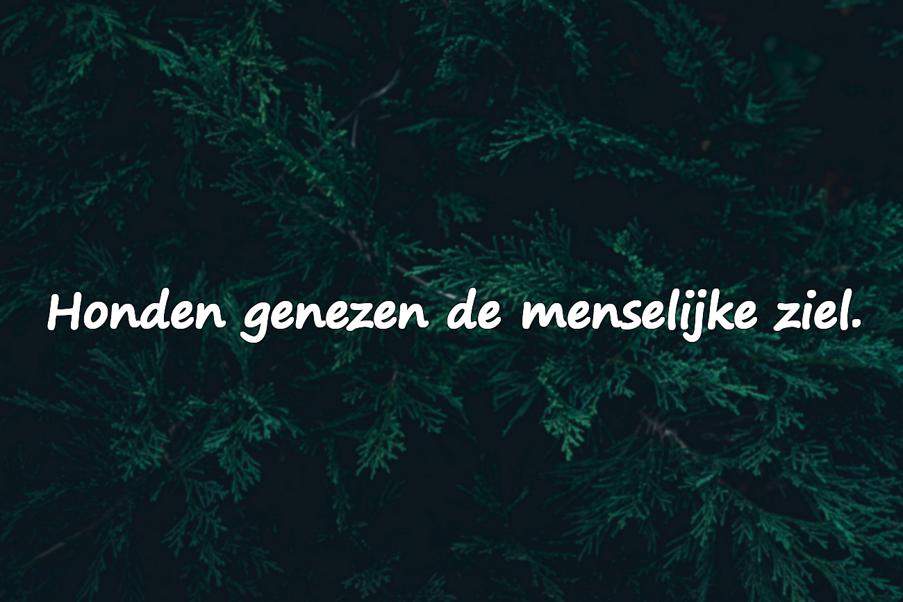 Woorden Over Honden