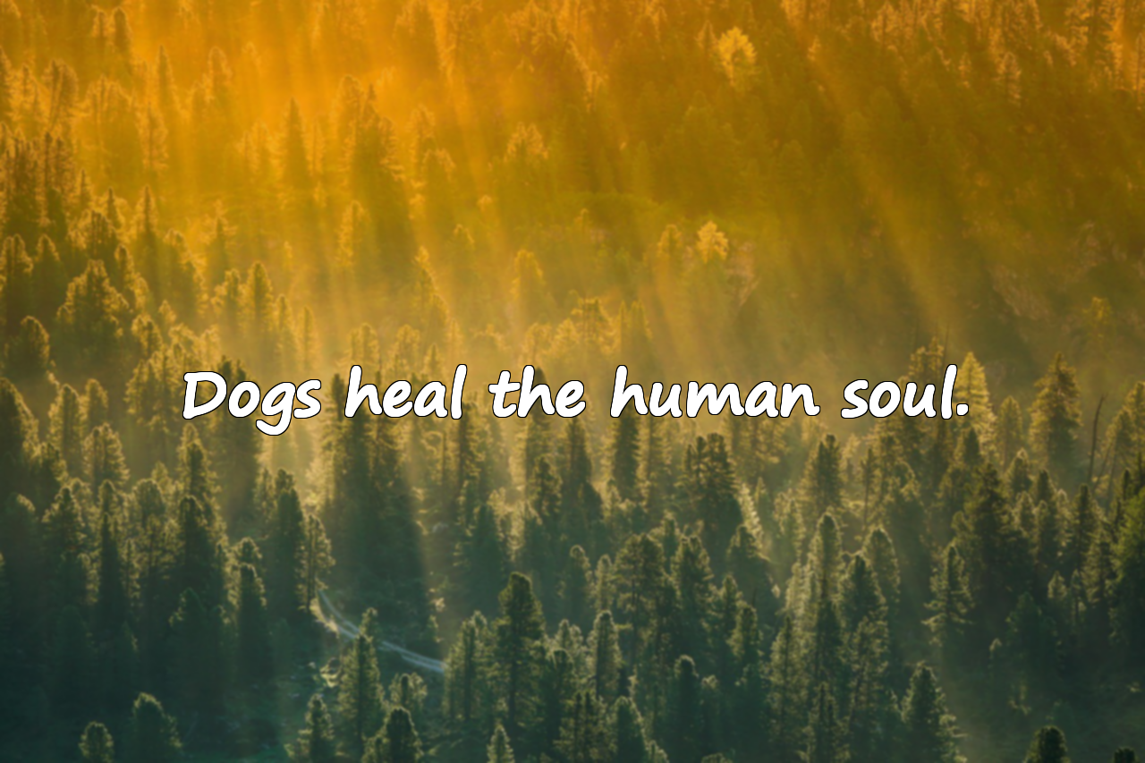 Words About Dogs