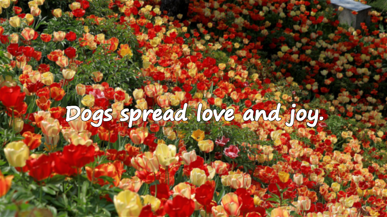 Words About Dogs