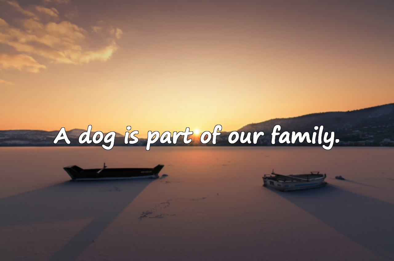 Words About Dogs