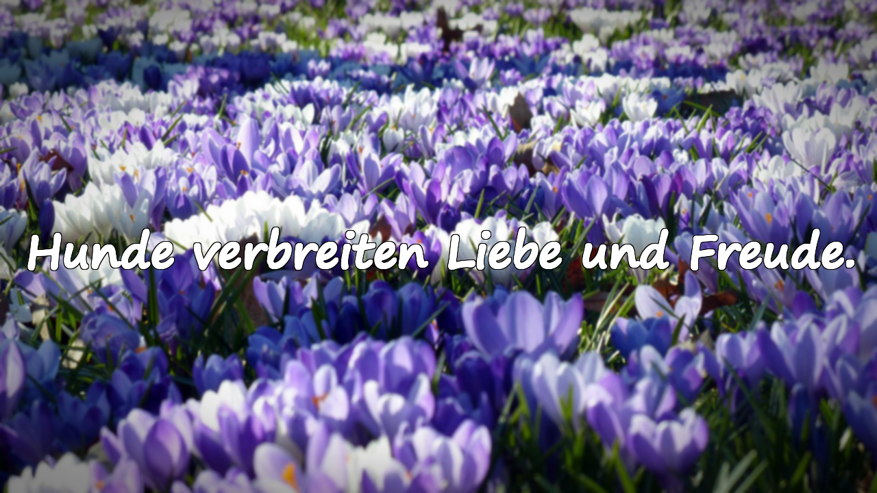 Hunde verbreiten Liebe und Freude.
