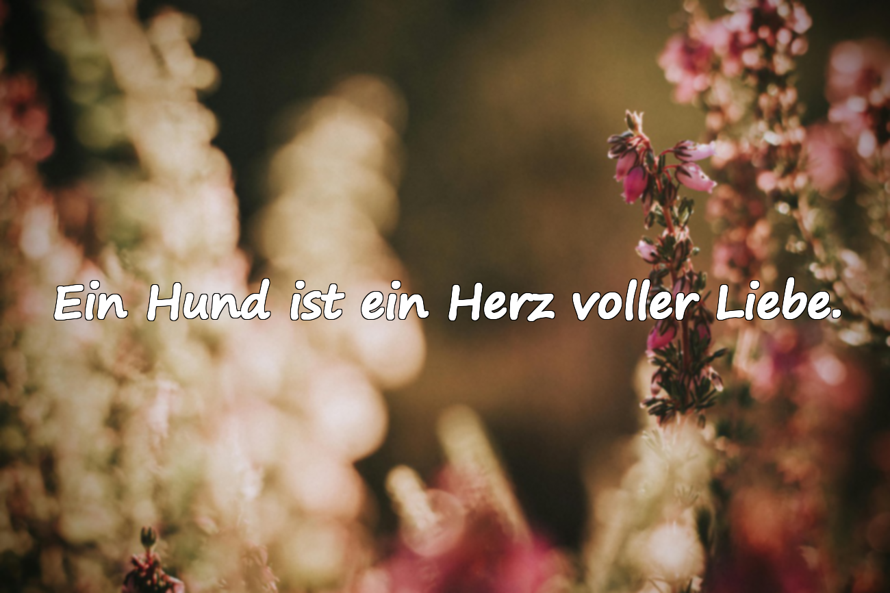 Ein Hund ist ein Herz voller Liebe.