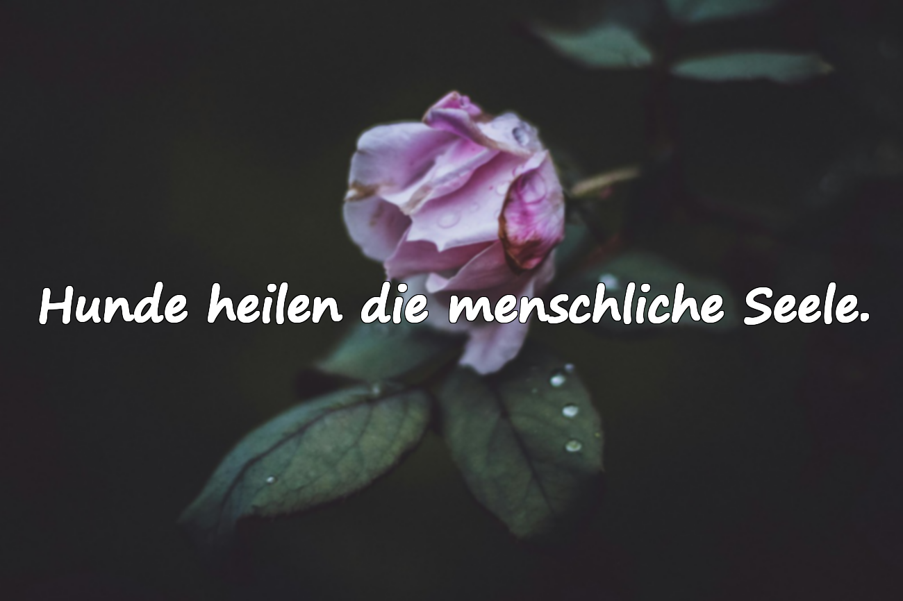 Hunde heilen die menschliche Seele.