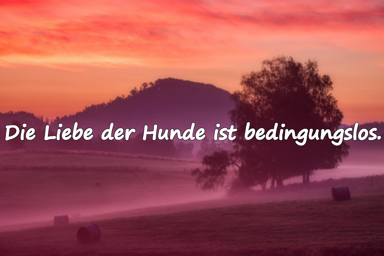 Die Liebe der Hunde ist bedingungslos.