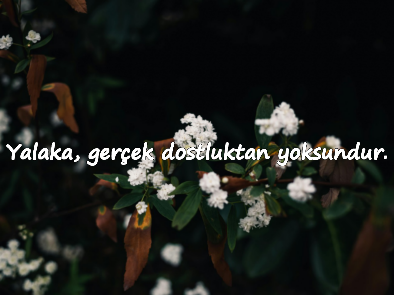 Yalaka, gerçek dostluktan yoksundur.