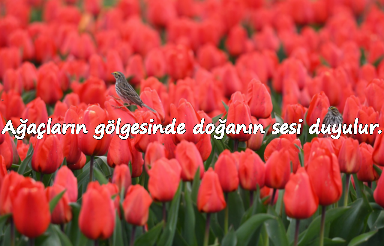 Ağaçların gölgesinde doğanın sesi duyulur.