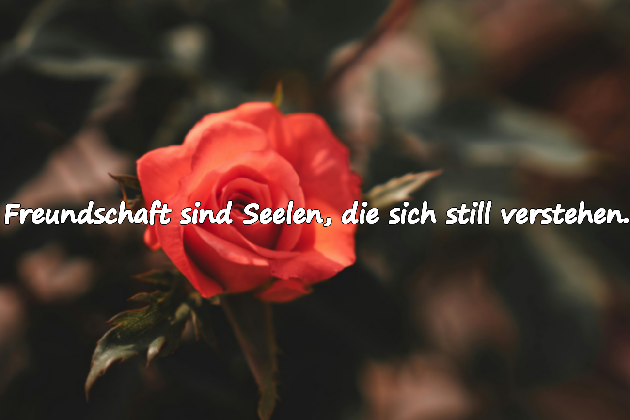 Zitate über Freundschaft