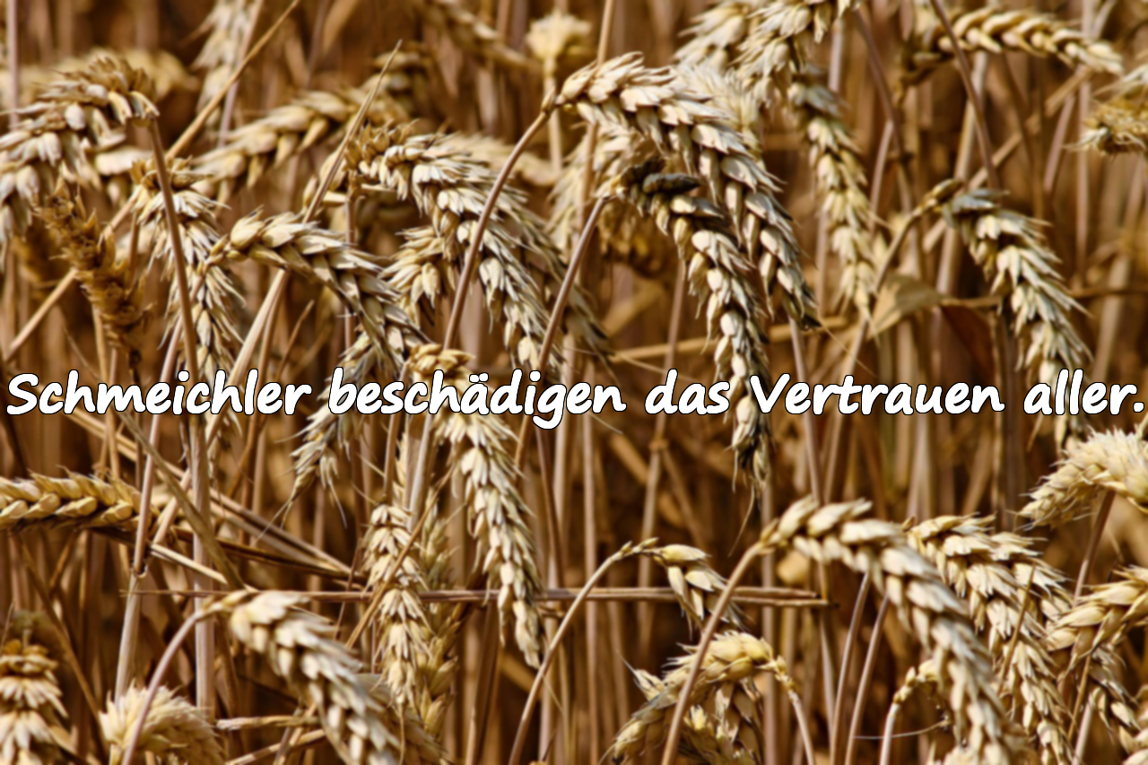 Zitate über Schmeichler