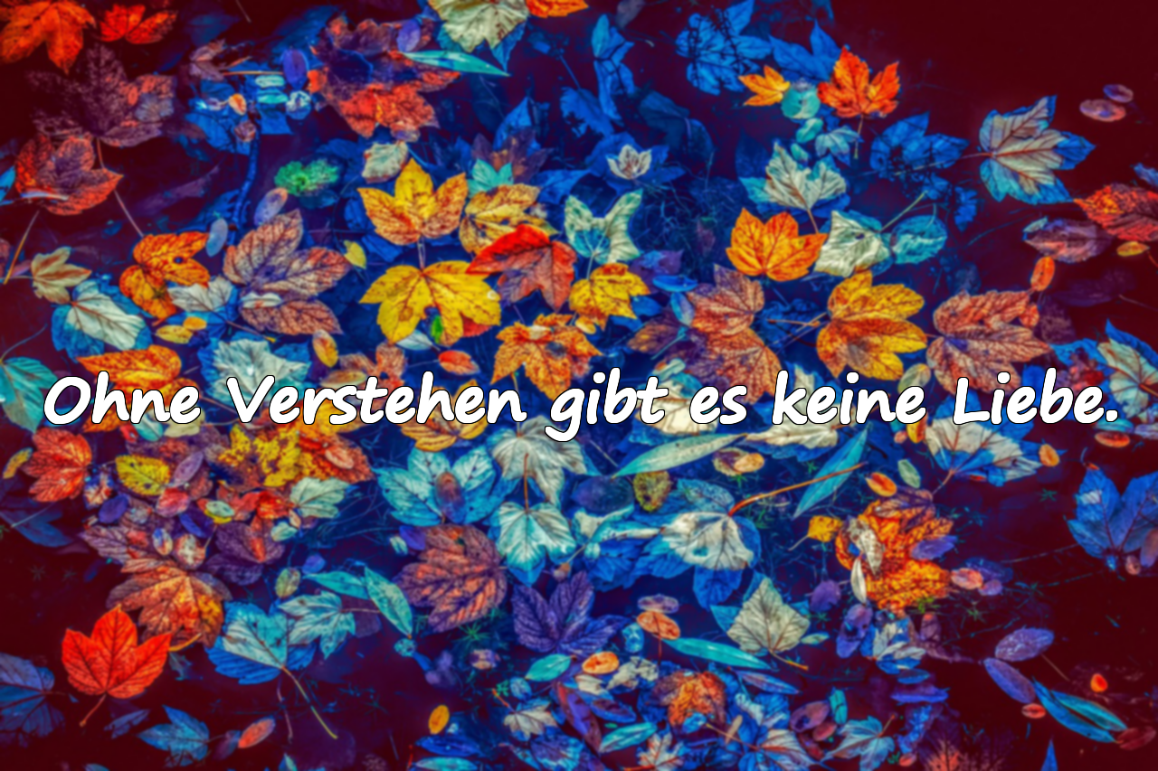 Zitate über das Verstehen