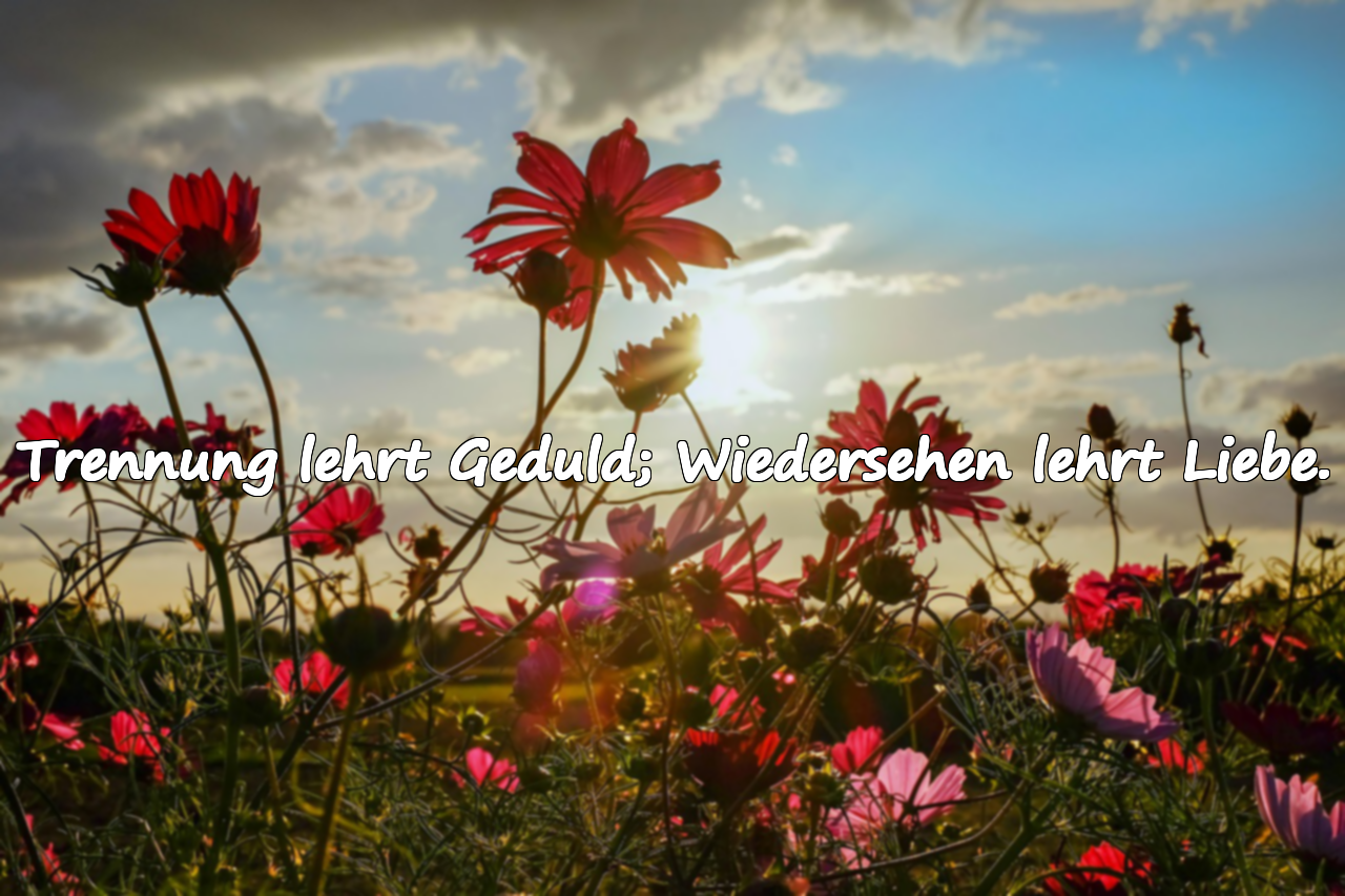 Trennung lehrt Geduld; Wiedersehen lehrt Liebe.