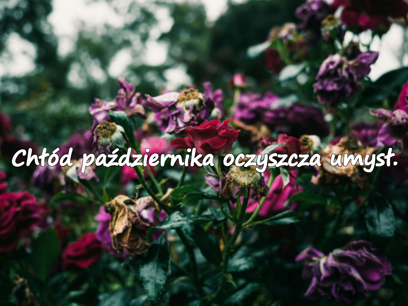 Znaczące Cytaty o Miesiącu Październiku