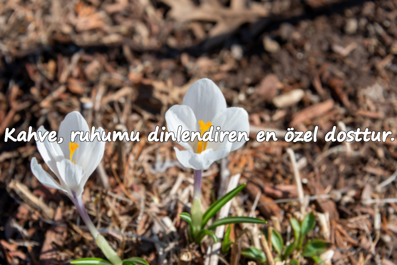 Kahve, ruhumu dinlendiren en özel dosttur.