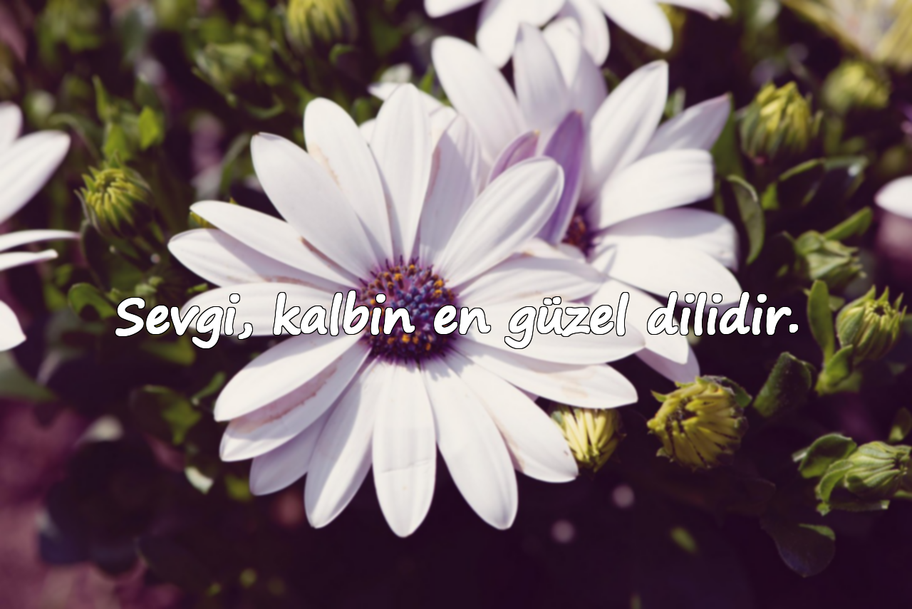 Sevgi, kalbin en güzel dilidir.
