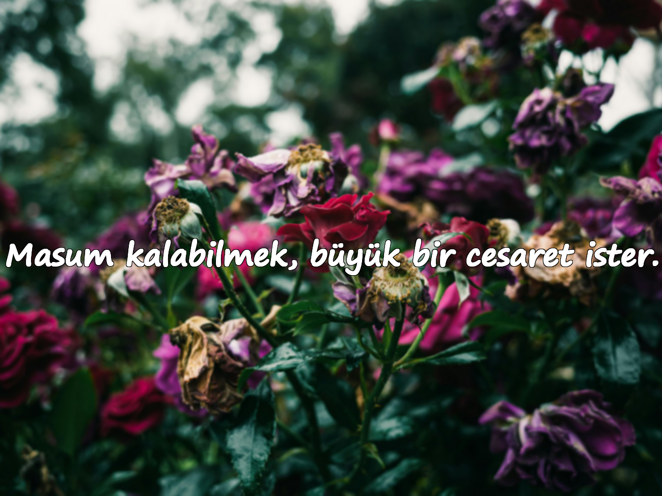 Masum kalabilmek, büyük bir cesaret ister.