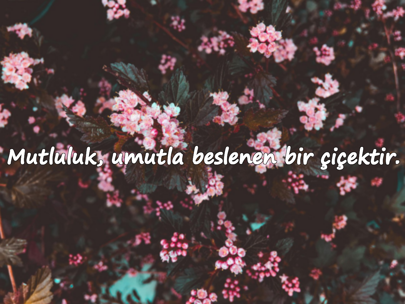 Mutluluk, umutla beslenen bir çiçektir.
