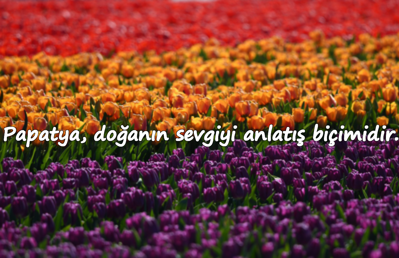 Papatya, doğanın sevgiyi anlatış biçimidir.