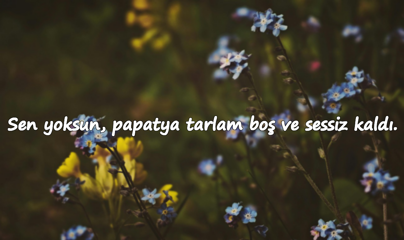 Sen yoksun, papatya tarlam boş ve sessiz kaldı.