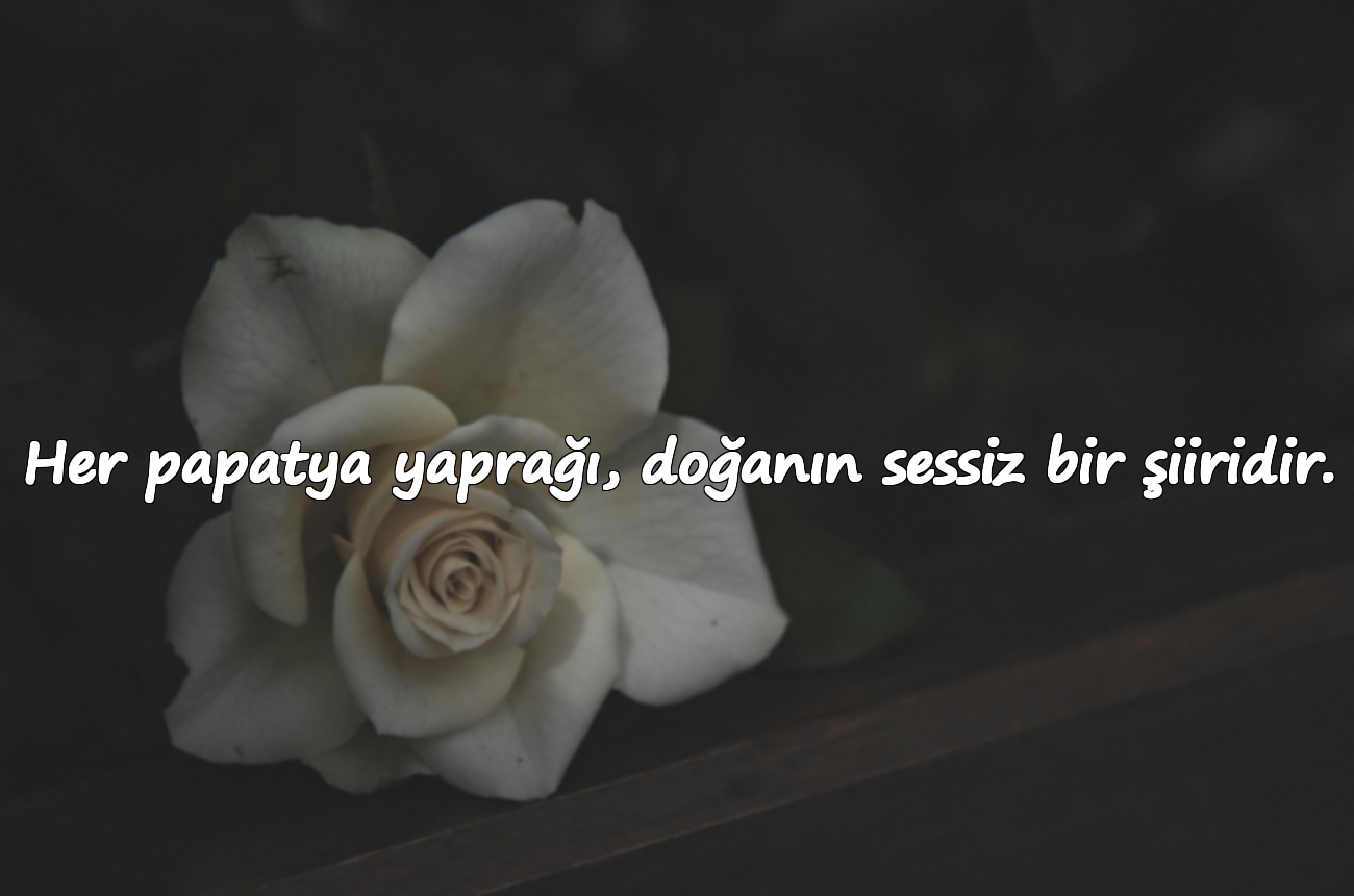 Her papatya yaprağı, doğanın sessiz bir şiiridir.