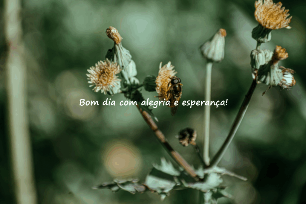 mensagem de bom dia