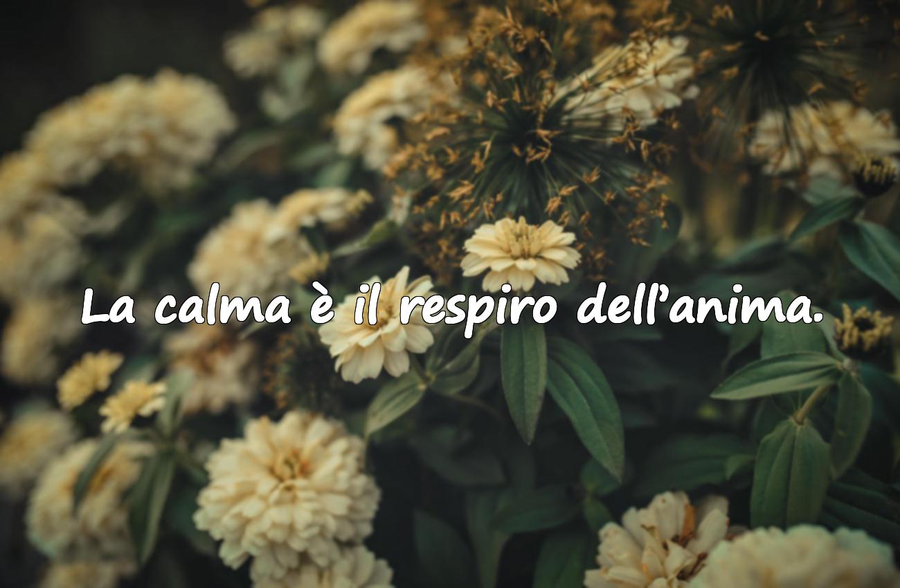aforismi sulla calma